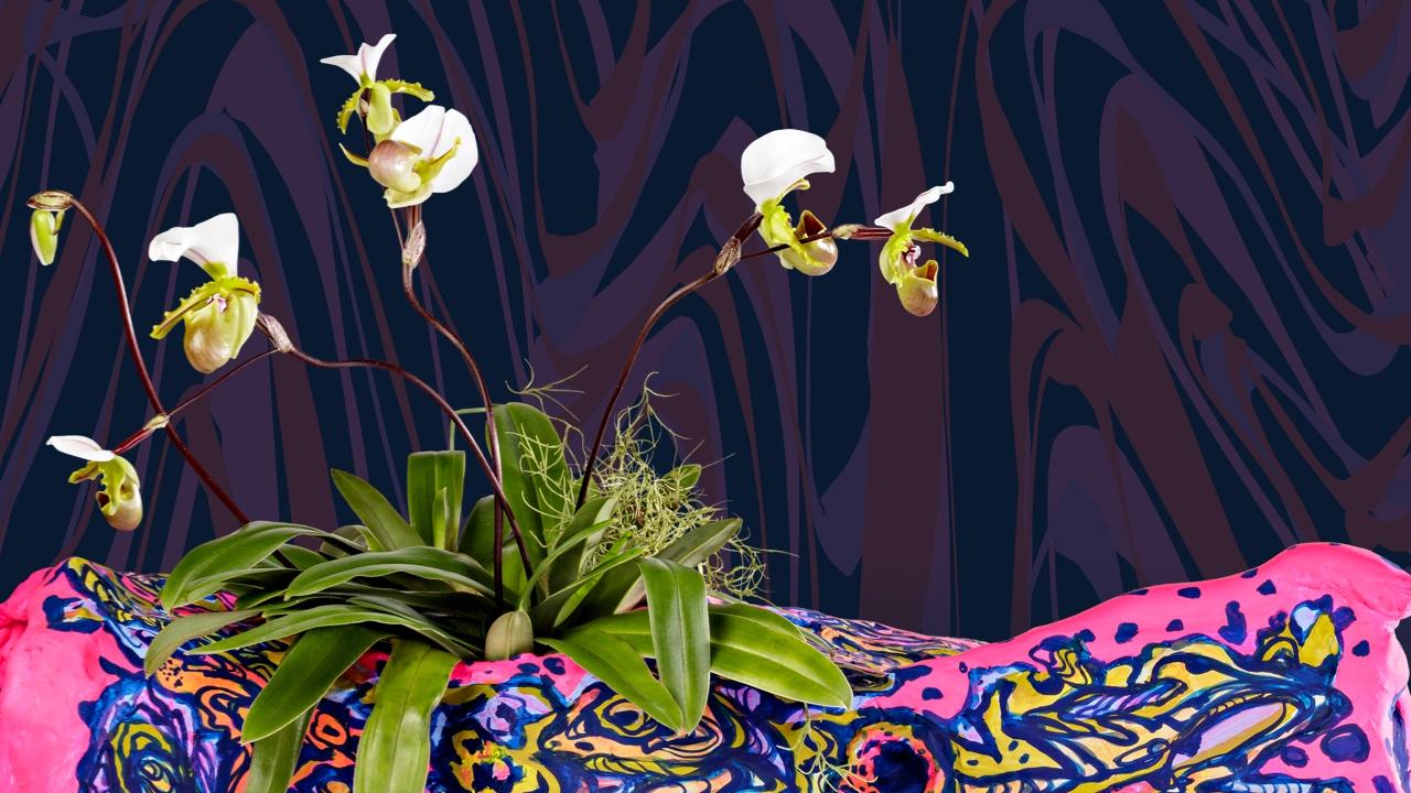 Smithsonian Orchid Show 2024 Dates And Locations Zola Annabal